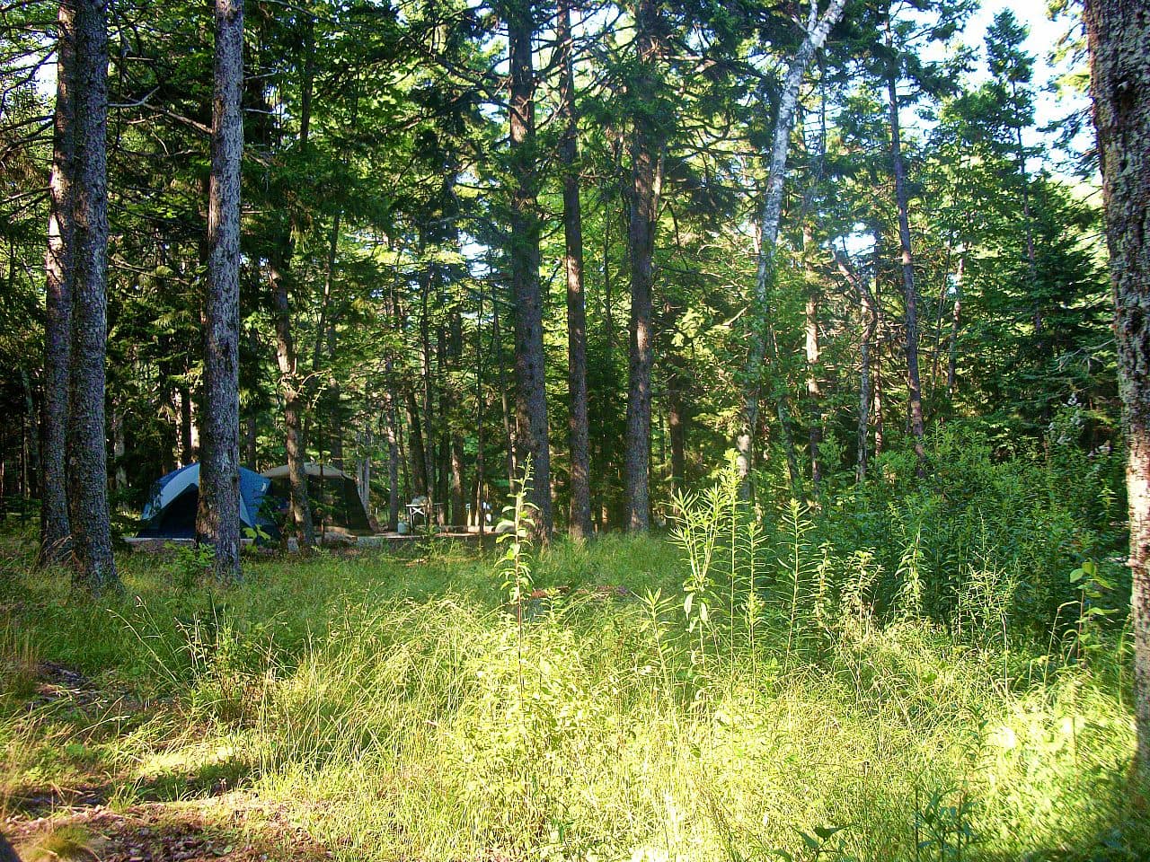 Tent site under tall spruce trees at Blackwoods Campground in Acadia National Park, Maine