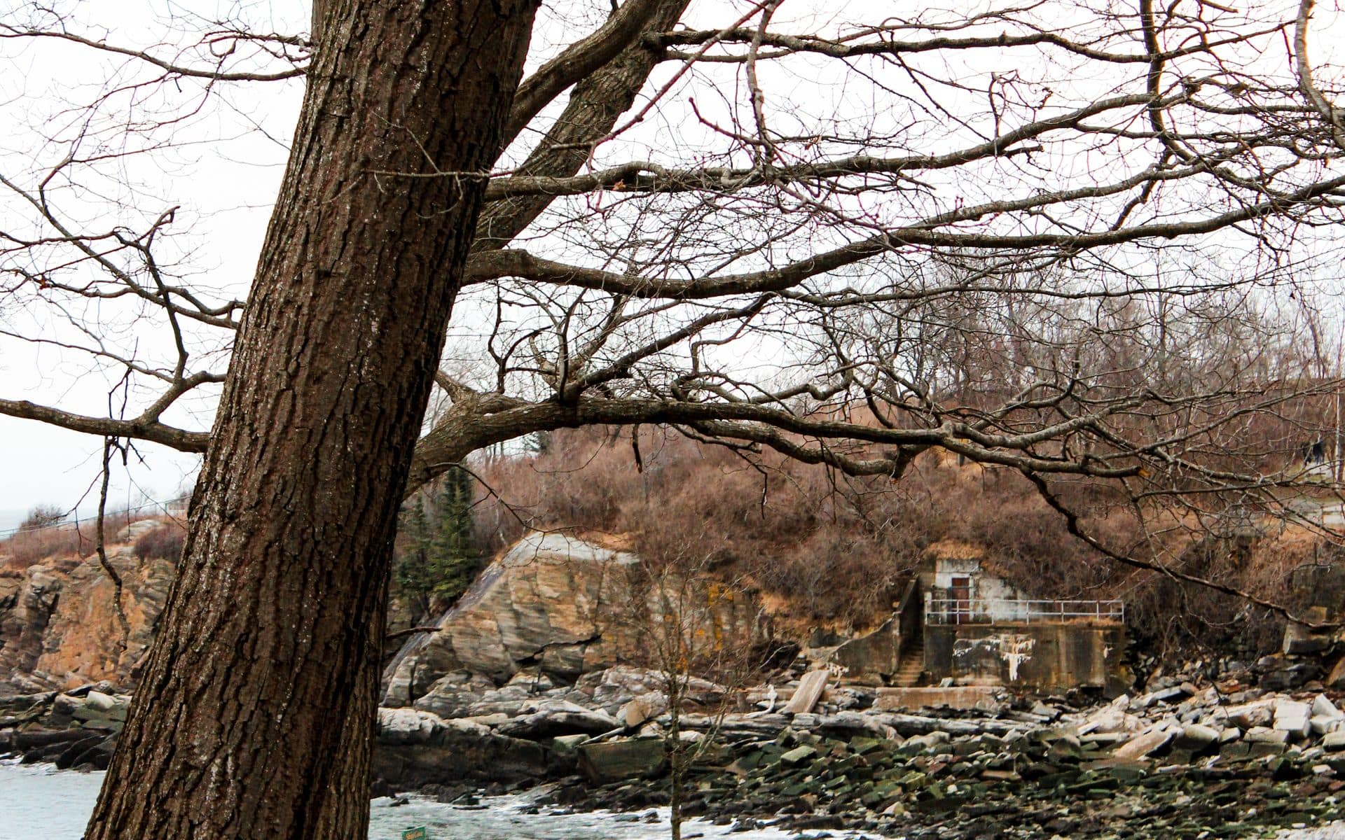 Sugar maple and birch canopy above a rocky shoreline on Penobscot Bay in mid-October in Maine