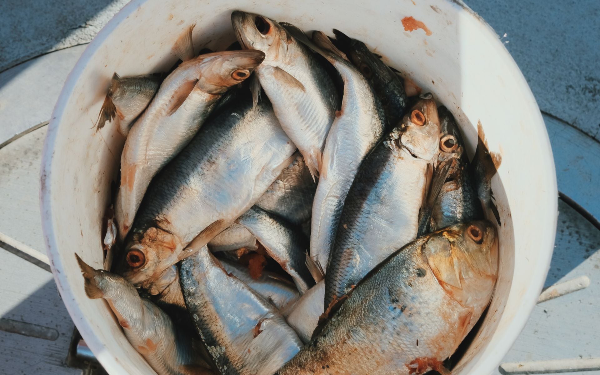 Fishing and Charters in Maine