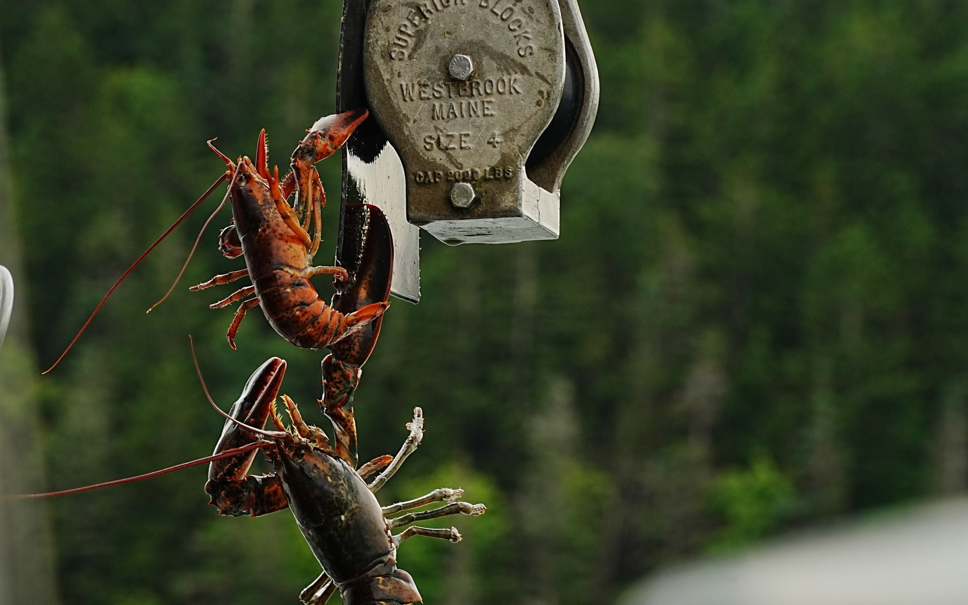 Lobster and Seafood in Maine